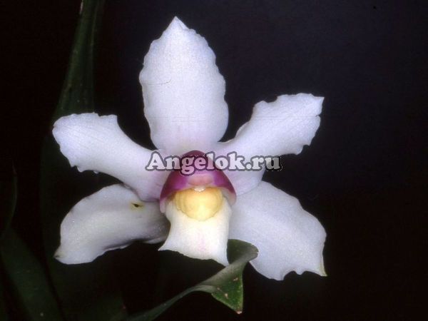 фото Боллея (Bollea hirtzii) от магазина магазина орхидей Ангелок