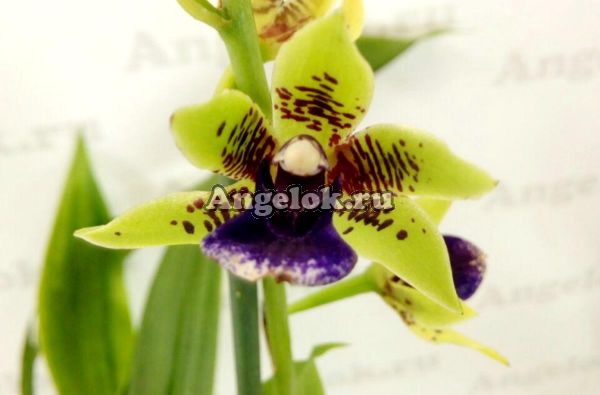 фото Зигопеталум (Zigoneria Adelaide Meadows) от магазина магазина орхидей Ангелок