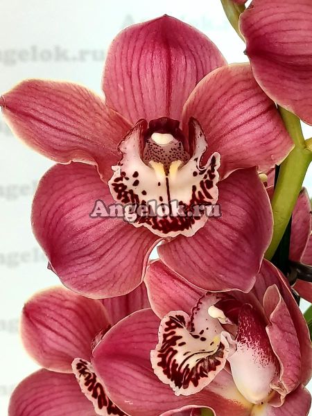 фото Цимбидиум (Cymbidium Freak Flor) от магазина магазина орхидей Ангелок