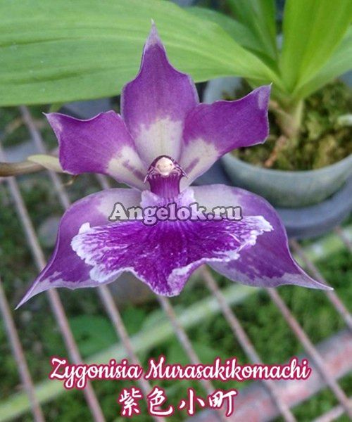 фото Зигонизия (Zygonisia Murasaki komachi) от магазина магазина орхидей Ангелок