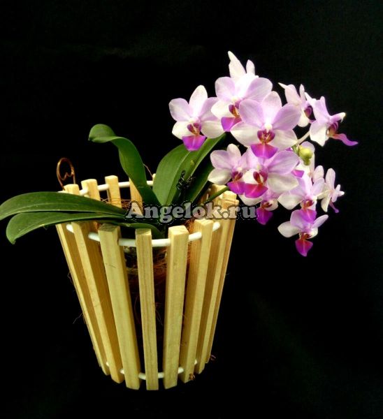 Корзинка для орхидей деревянная круглая 15 см