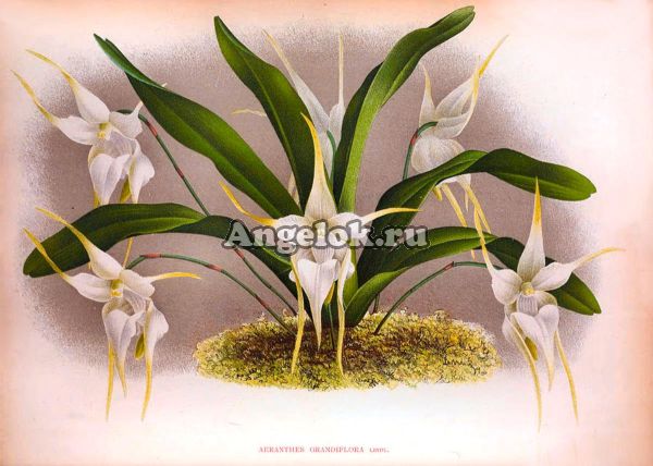 Аэрантес (Aeranthes grandiflora)