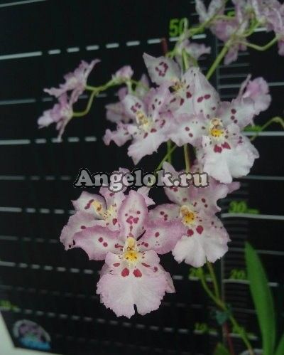 фото Зигопеталум (Zgd. Calico Gem) от магазина магазина орхидей Ангелок