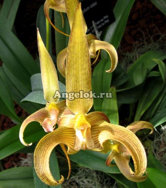 Бульбофиллум Лобба (Bulbophyllum lobbii)