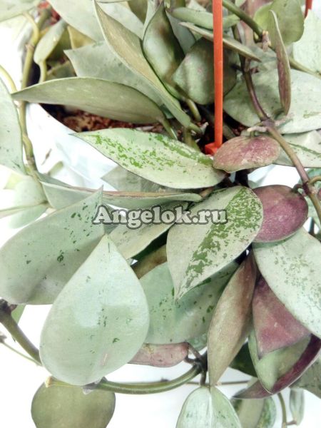 фото Хойя лакуноза (Hoya lacunosa Eskimo "Silver") черенок от магазина магазина орхидей Ангелок