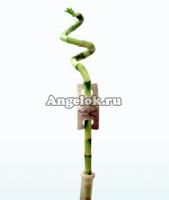 Счастливый бамбук (Dracaena Sanderiana)