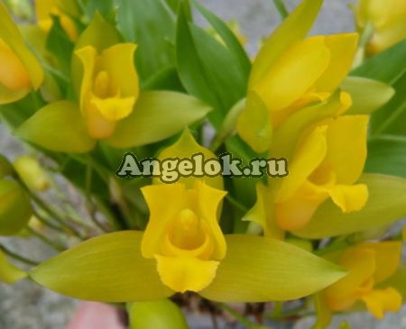 фото Ликаста ароматная (Lyc.aromatica) от магазина магазина орхидей Ангелок